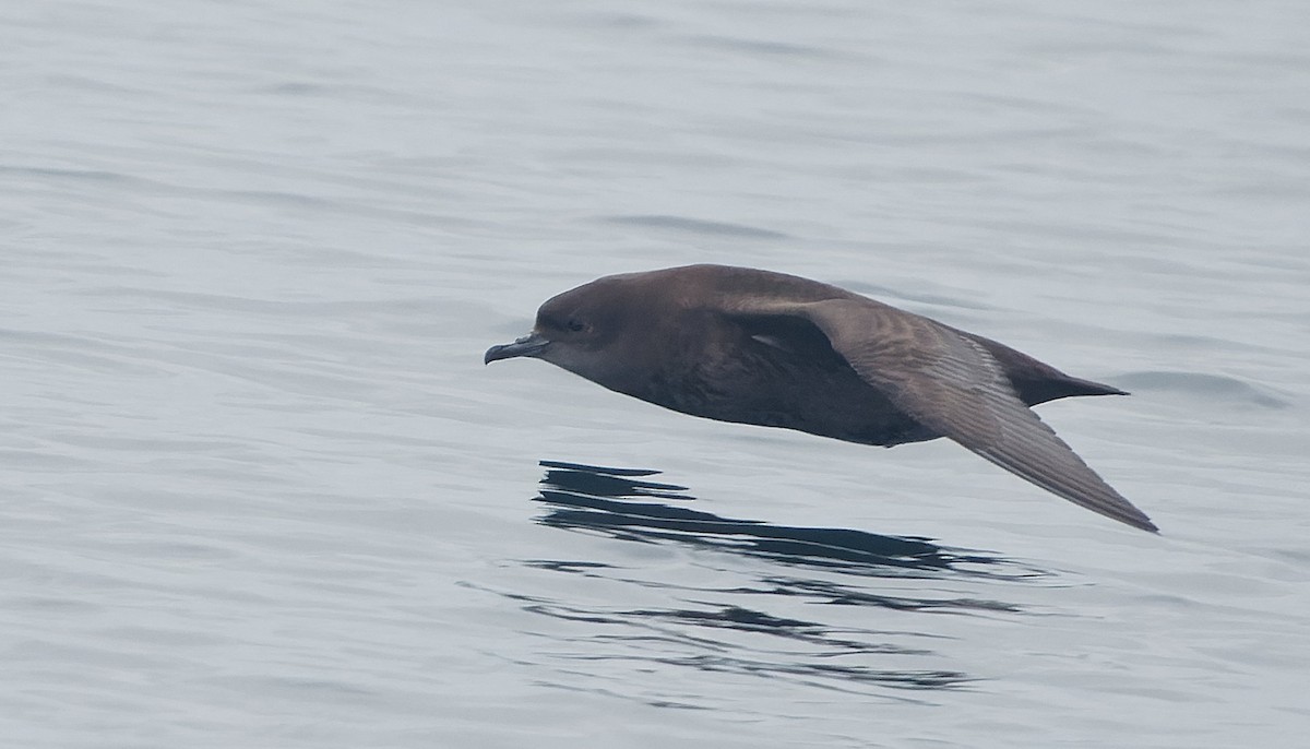 Short-tailed Shearwater - ML644604926