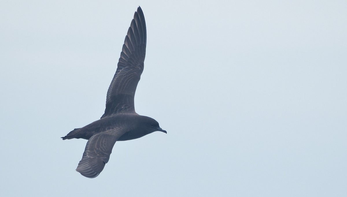 Short-tailed Shearwater - ML644604927