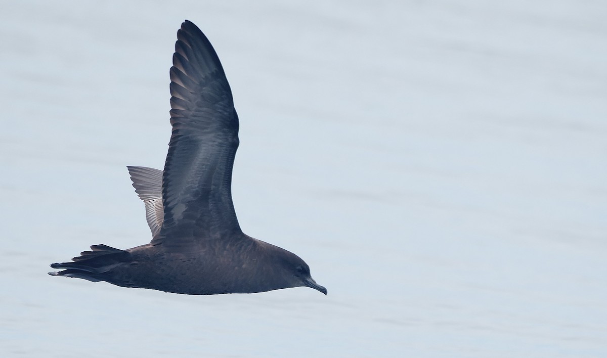 Short-tailed Shearwater - ML644604928