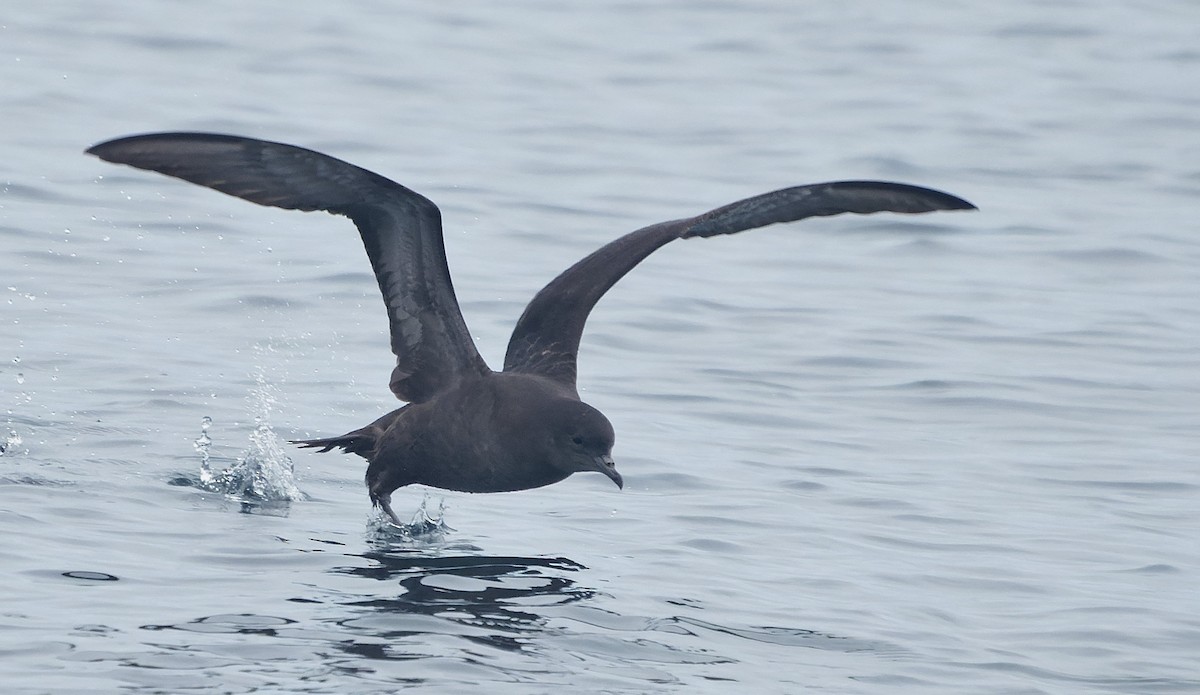 Short-tailed Shearwater - ML644604929