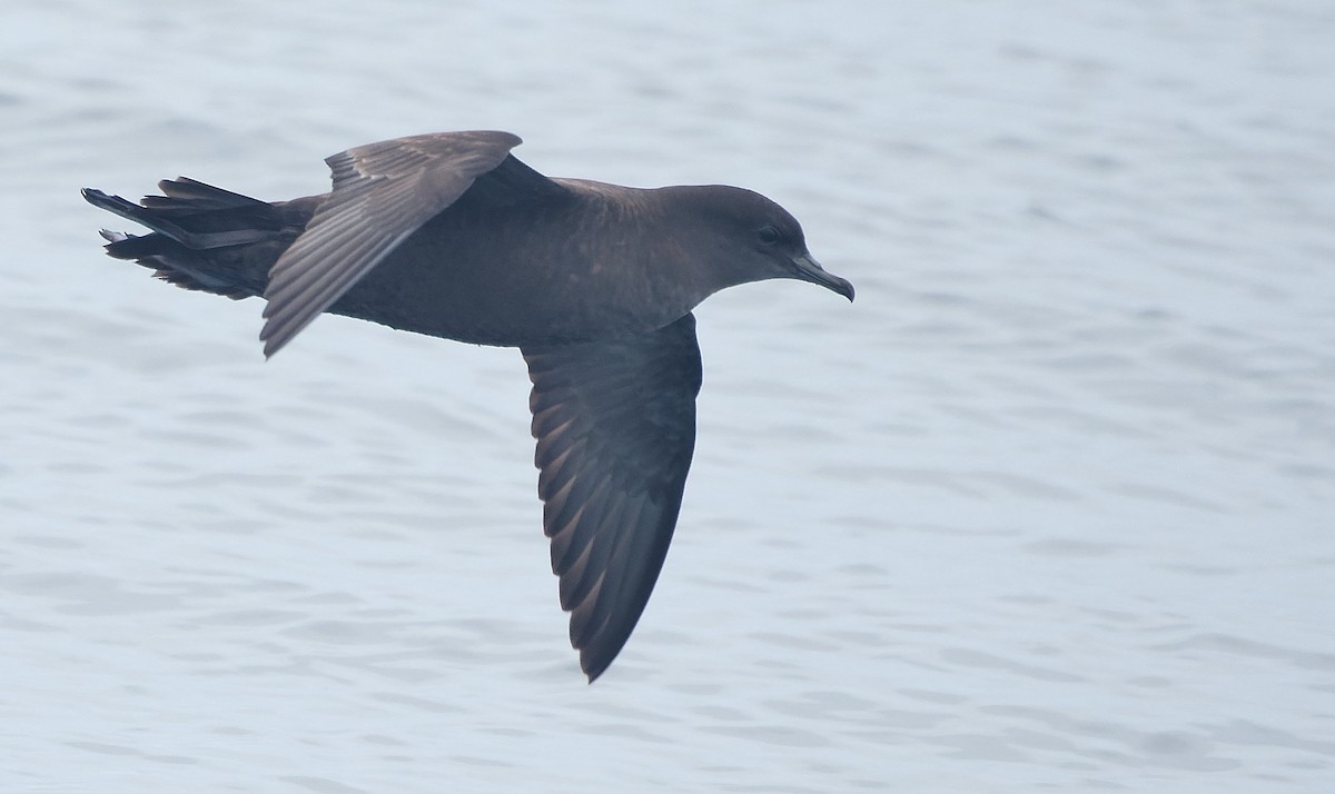 Short-tailed Shearwater - ML644604930