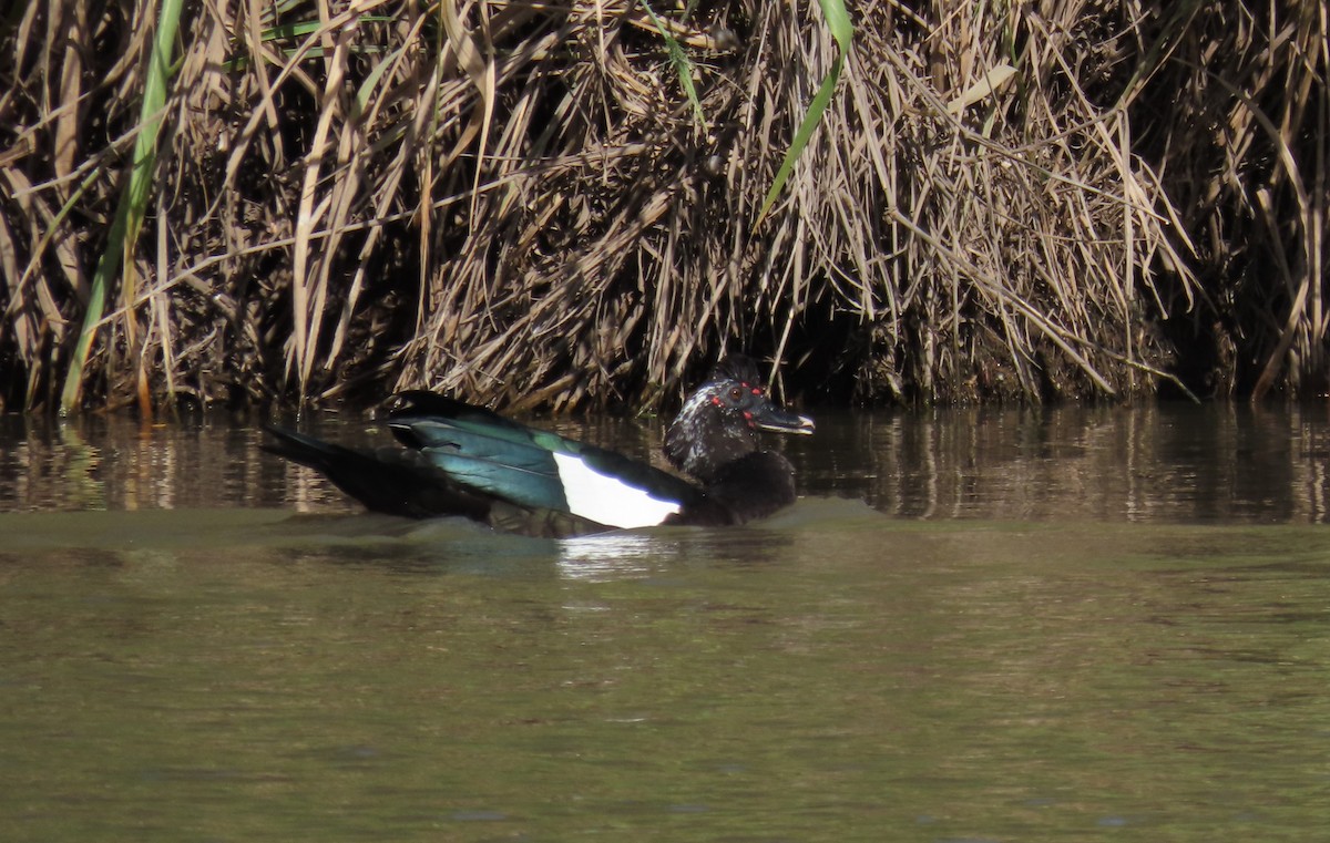 番鴨(馴化)(薑母鴨) - ML644604931