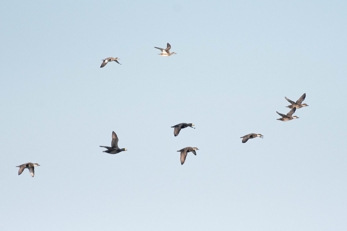 American Wigeon - ML644604932