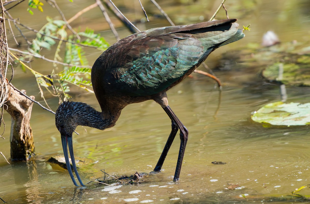 White-faced Ibis - ML644604933