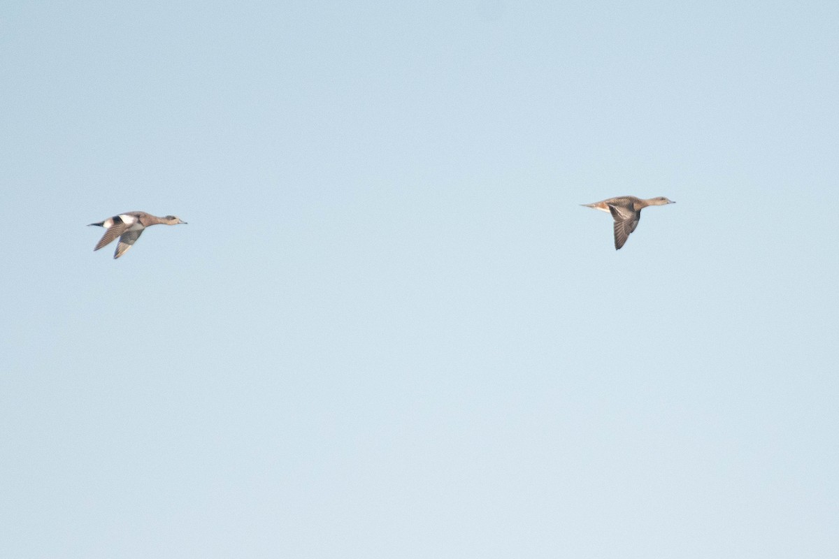 American Wigeon - ML644604934