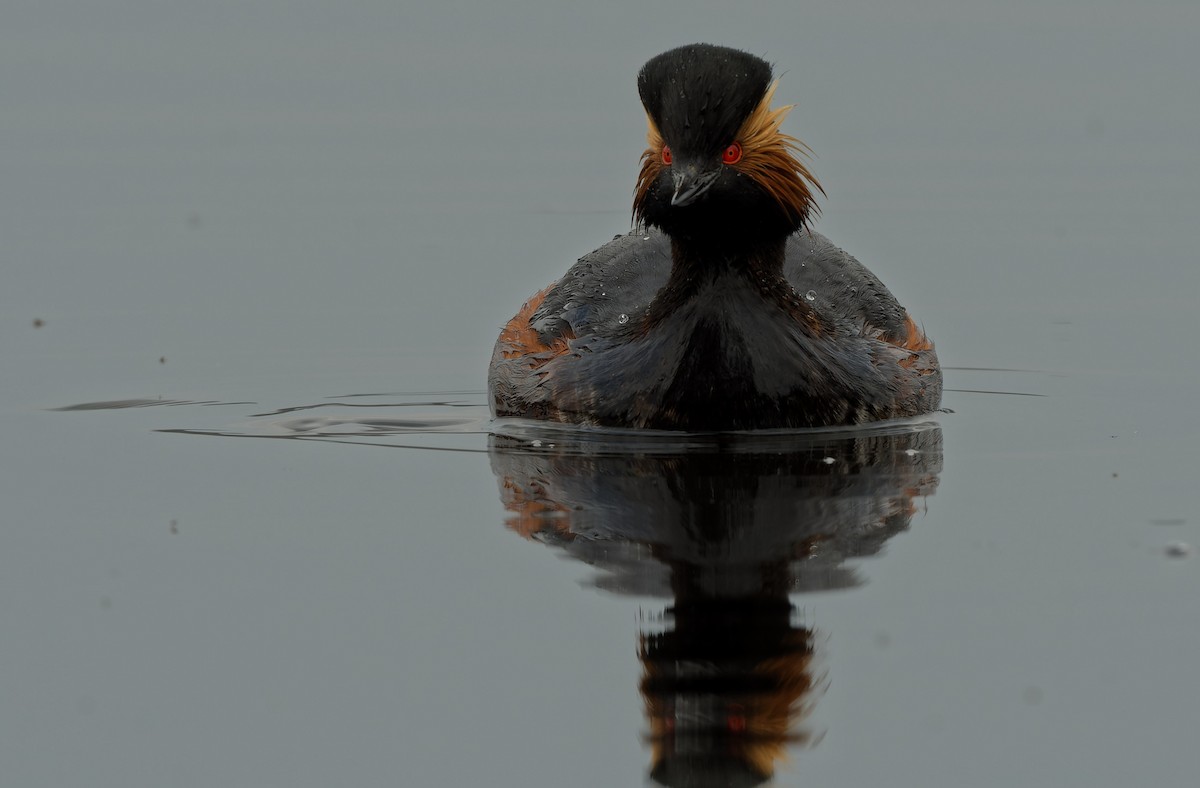 Eared Grebe - ML644604935