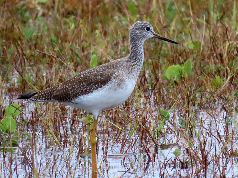 Lesser Yellowlegs - ML644604936
