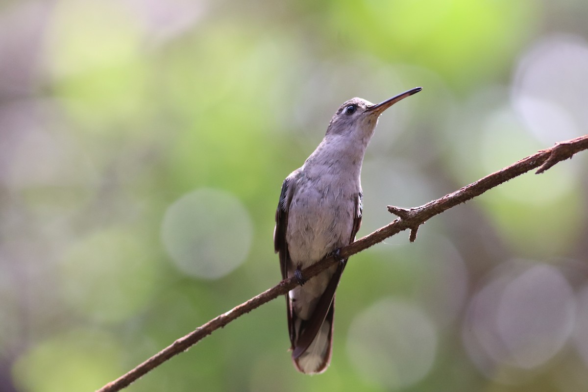 Diamantina Sabrewing - ML644604937