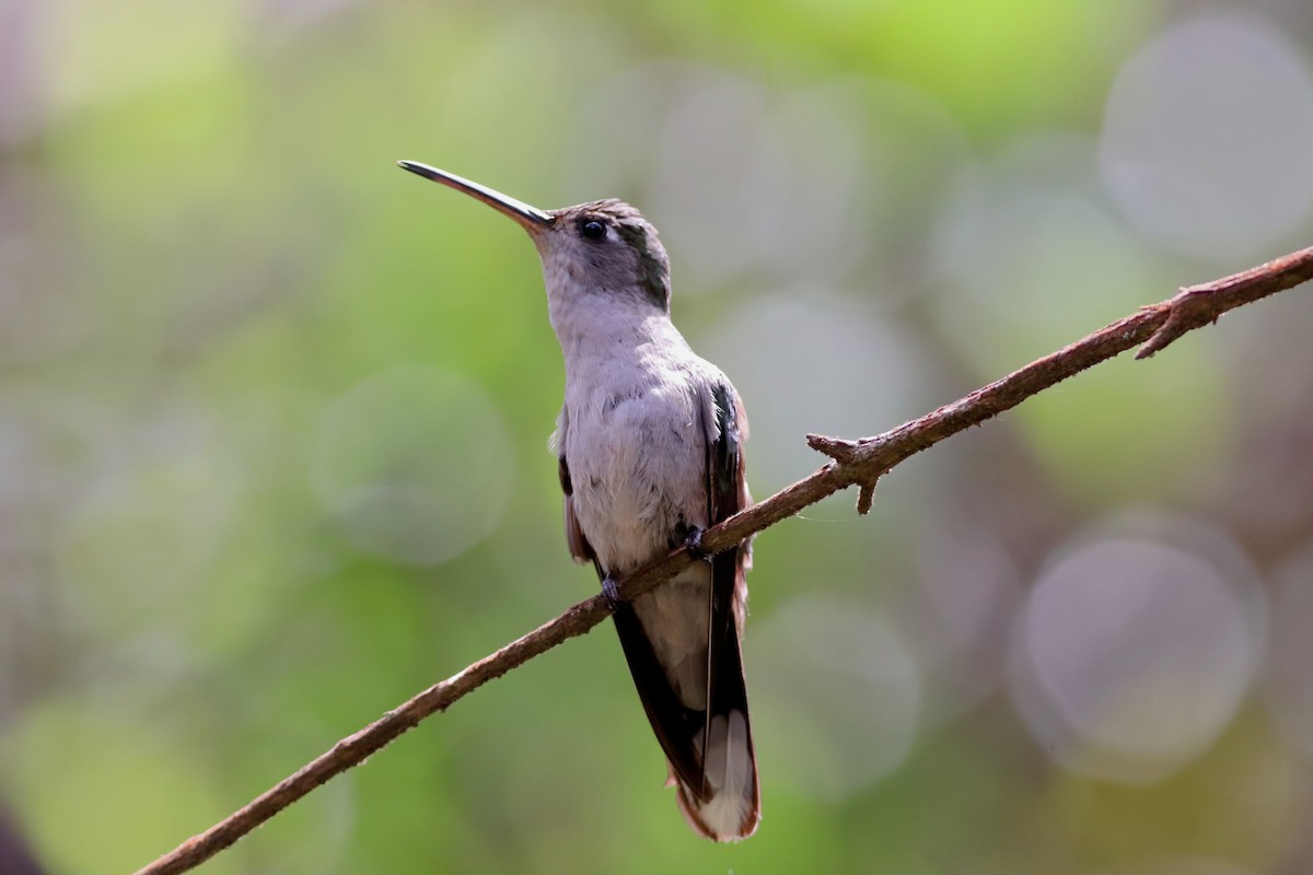 Diamantina Sabrewing - ML644604938