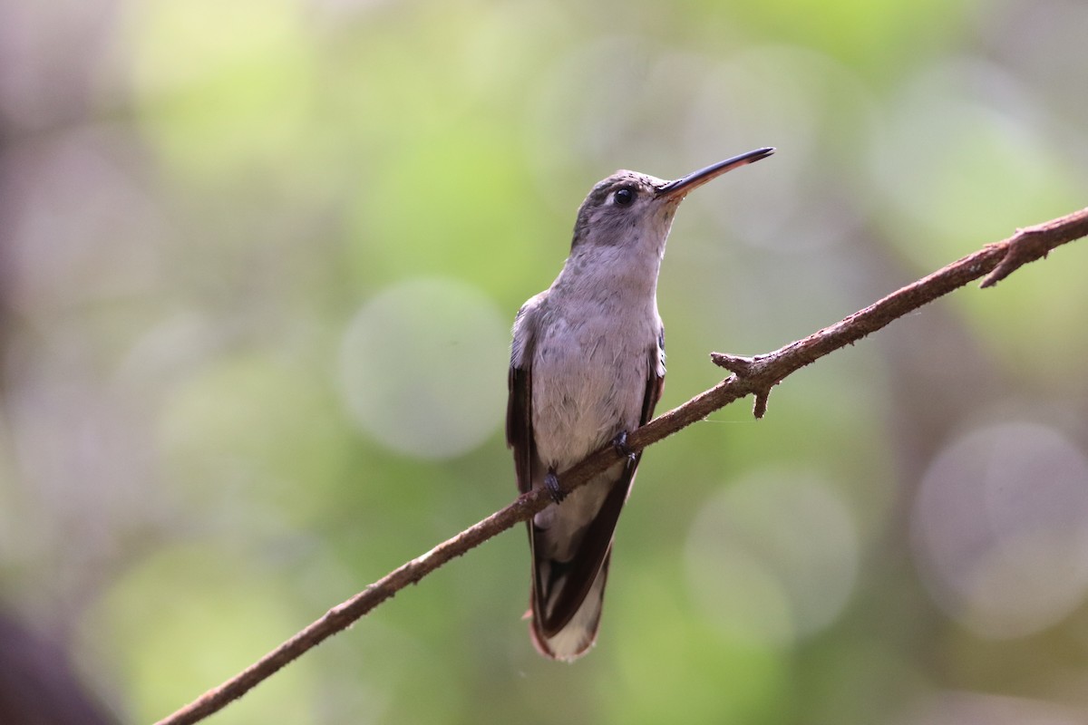 Diamantina Sabrewing - ML644604939