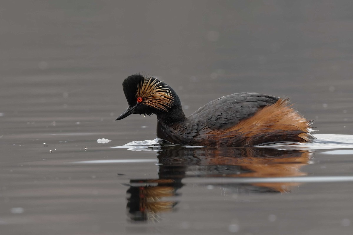 Eared Grebe - ML644604940