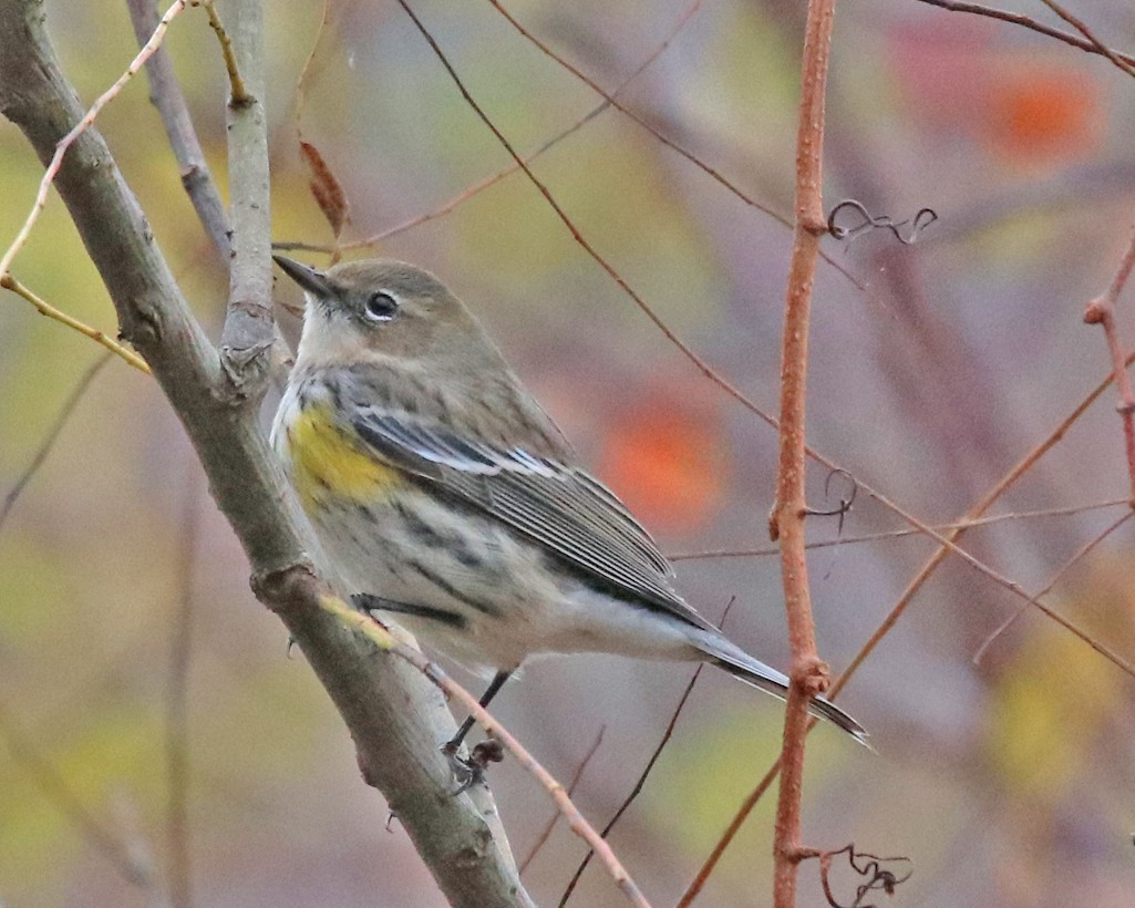 Yellow-rumped Warbler - ML644604941