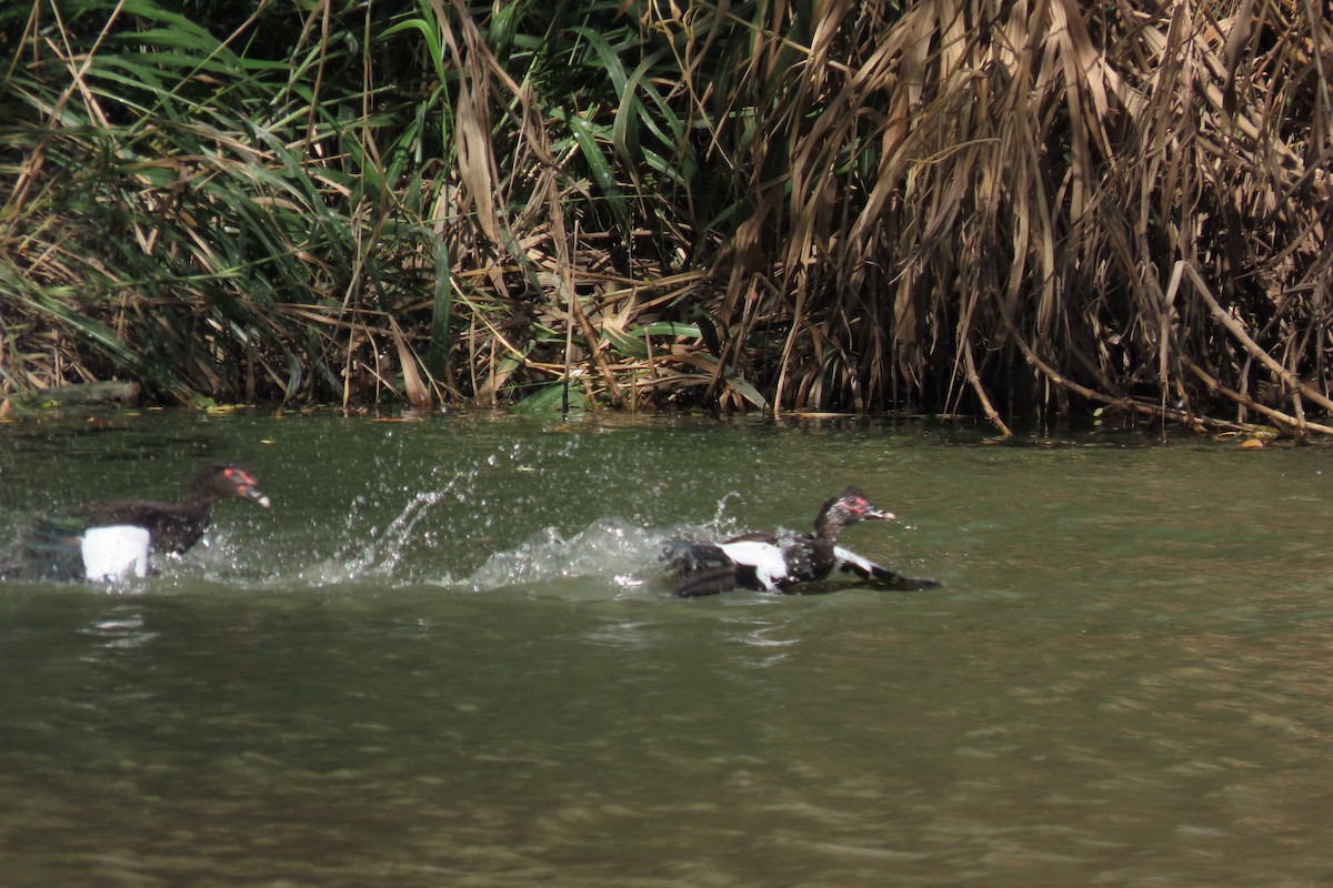 番鴨(馴化)(薑母鴨) - ML644604942