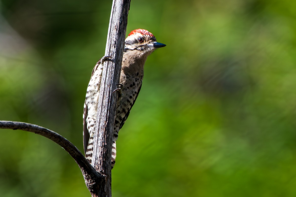 Ladder-backed Woodpecker - ML644604943