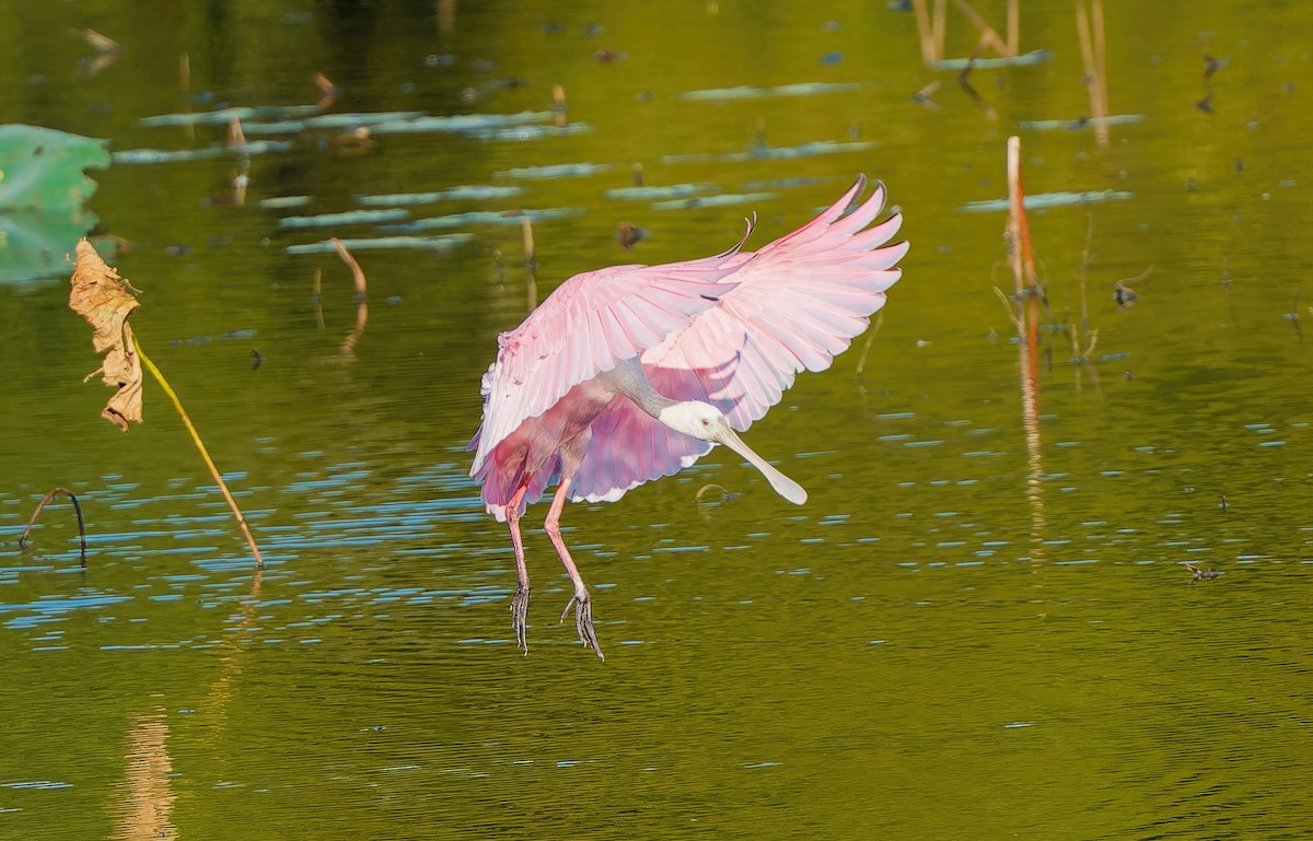 kolpík růžový - ML644604945