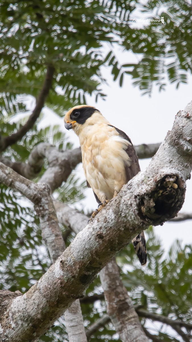 Laughing Falcon - ML644604958