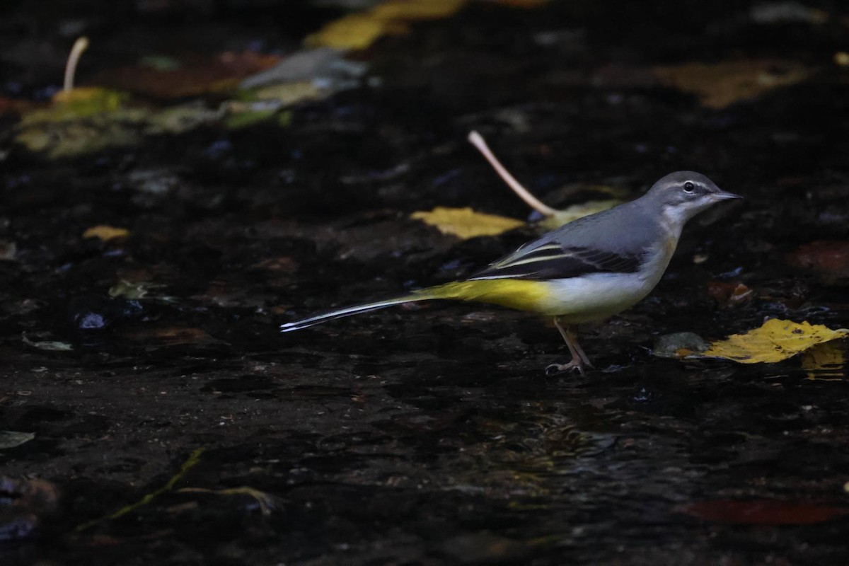 konipas horský - ML644604960