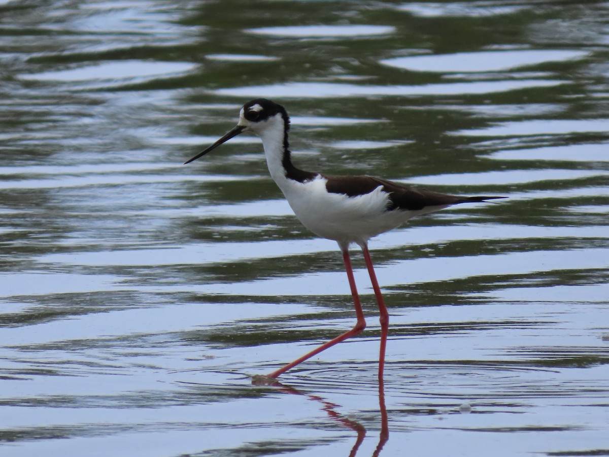 Black-necked Stilt - ML644604963