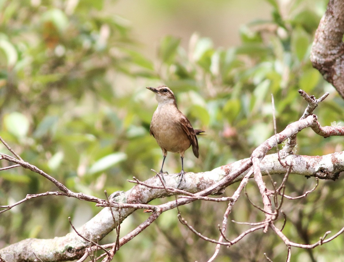 Long-tailed Cinclodes (Cipo) - ML644604966