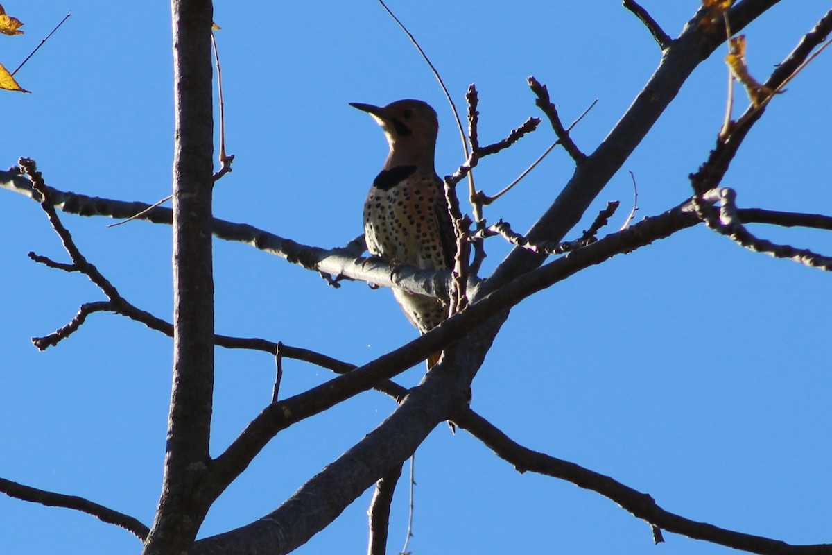 Шилоклювый дятел - ML644604979