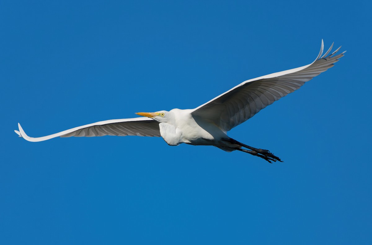 Great Egret - ML644604981