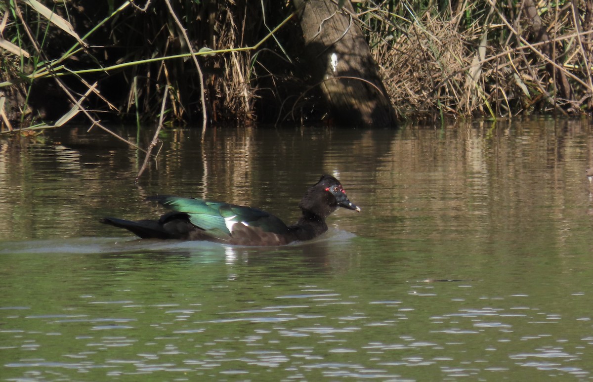 疣鼻棲鴨 - ML644604982