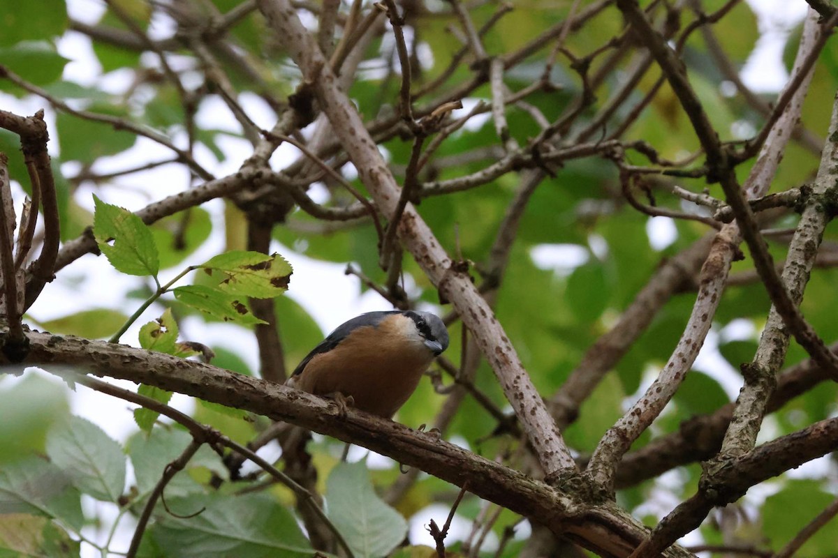 Eurasian Nuthatch - ML644604985