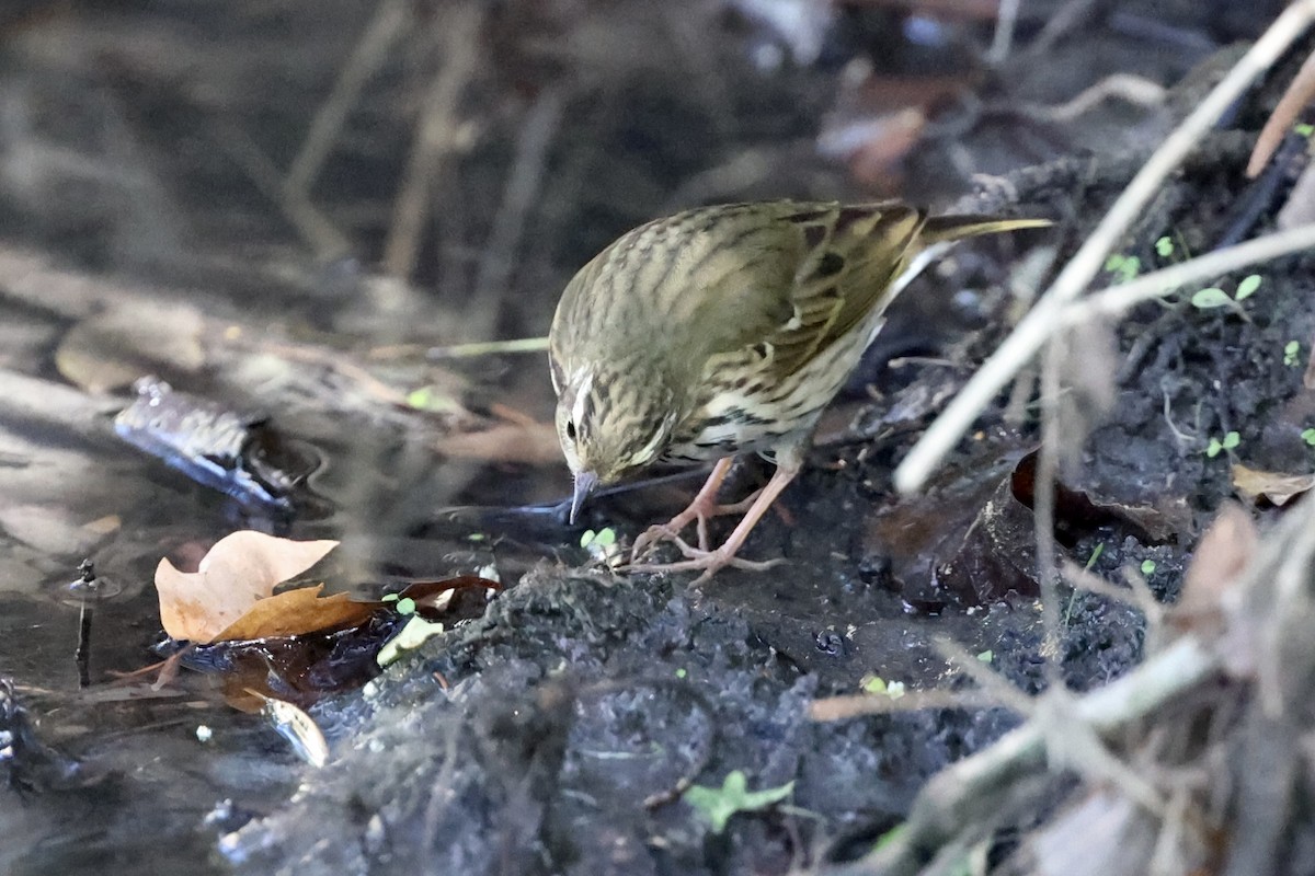 Olive-backed Pipit - ML644604989