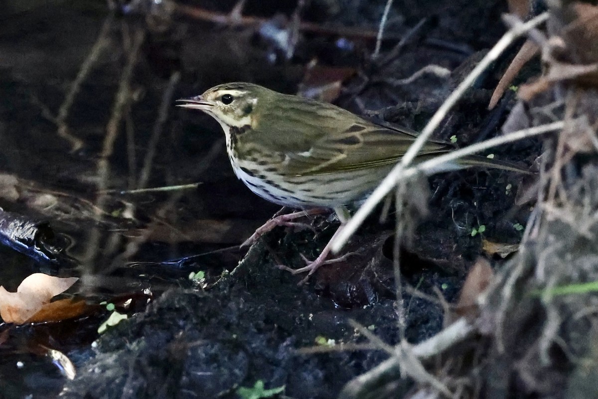 Olive-backed Pipit - ML644604991