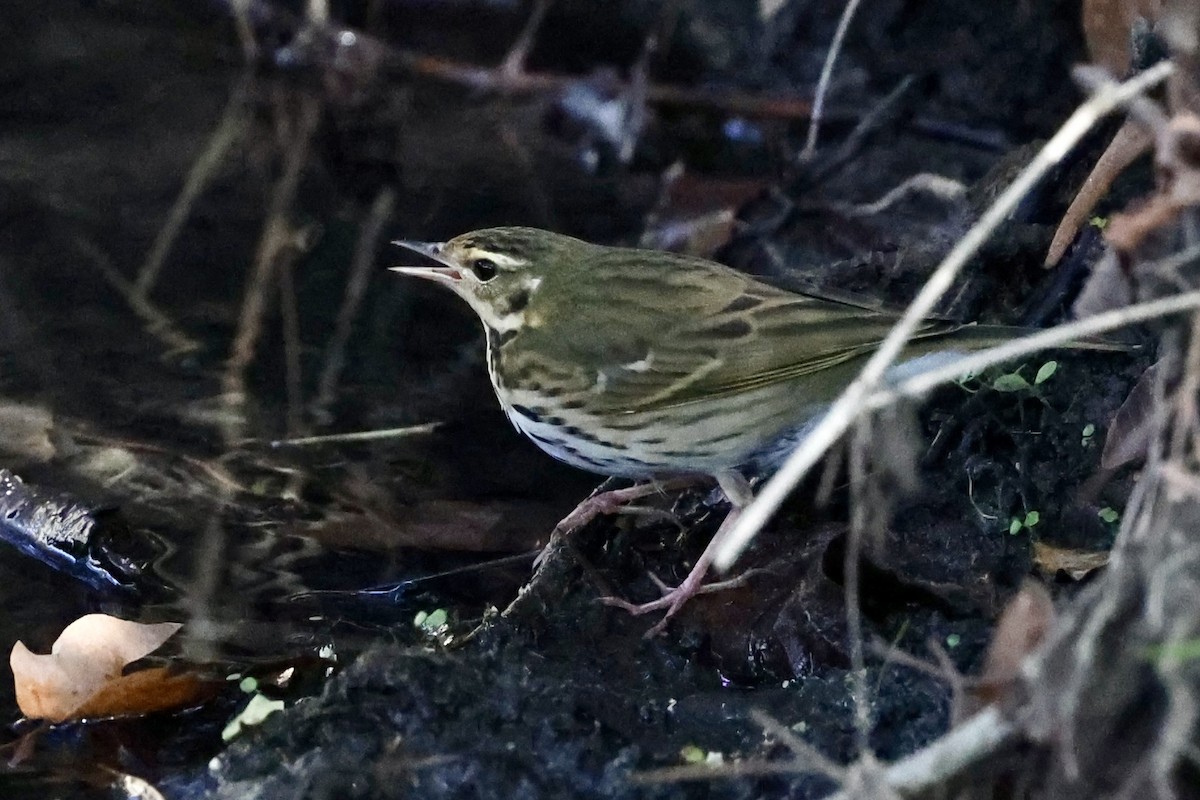 Olive-backed Pipit - ML644604992