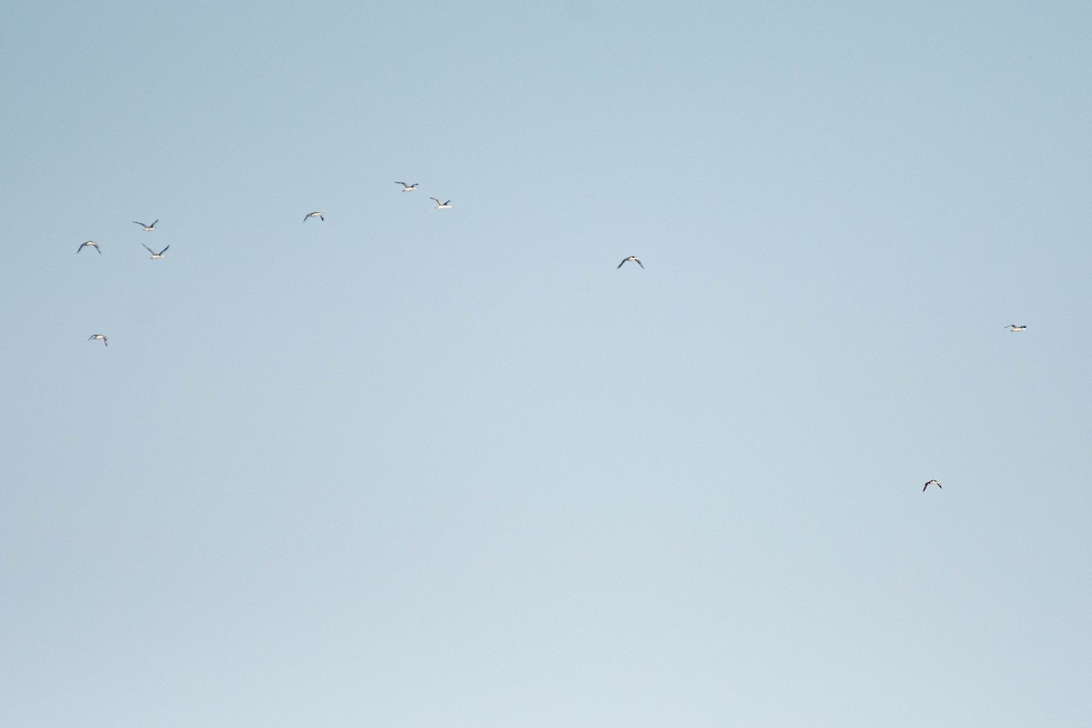 Plongeon catmarin - ML644604993