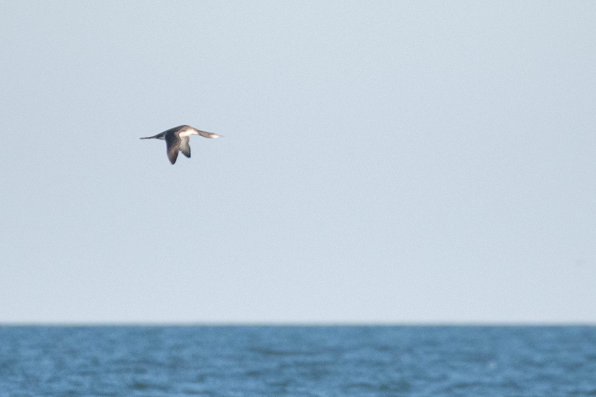 Plongeon catmarin - ML644604994