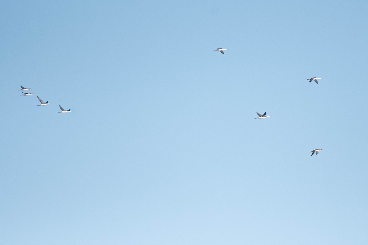 Plongeon catmarin - ML644604995