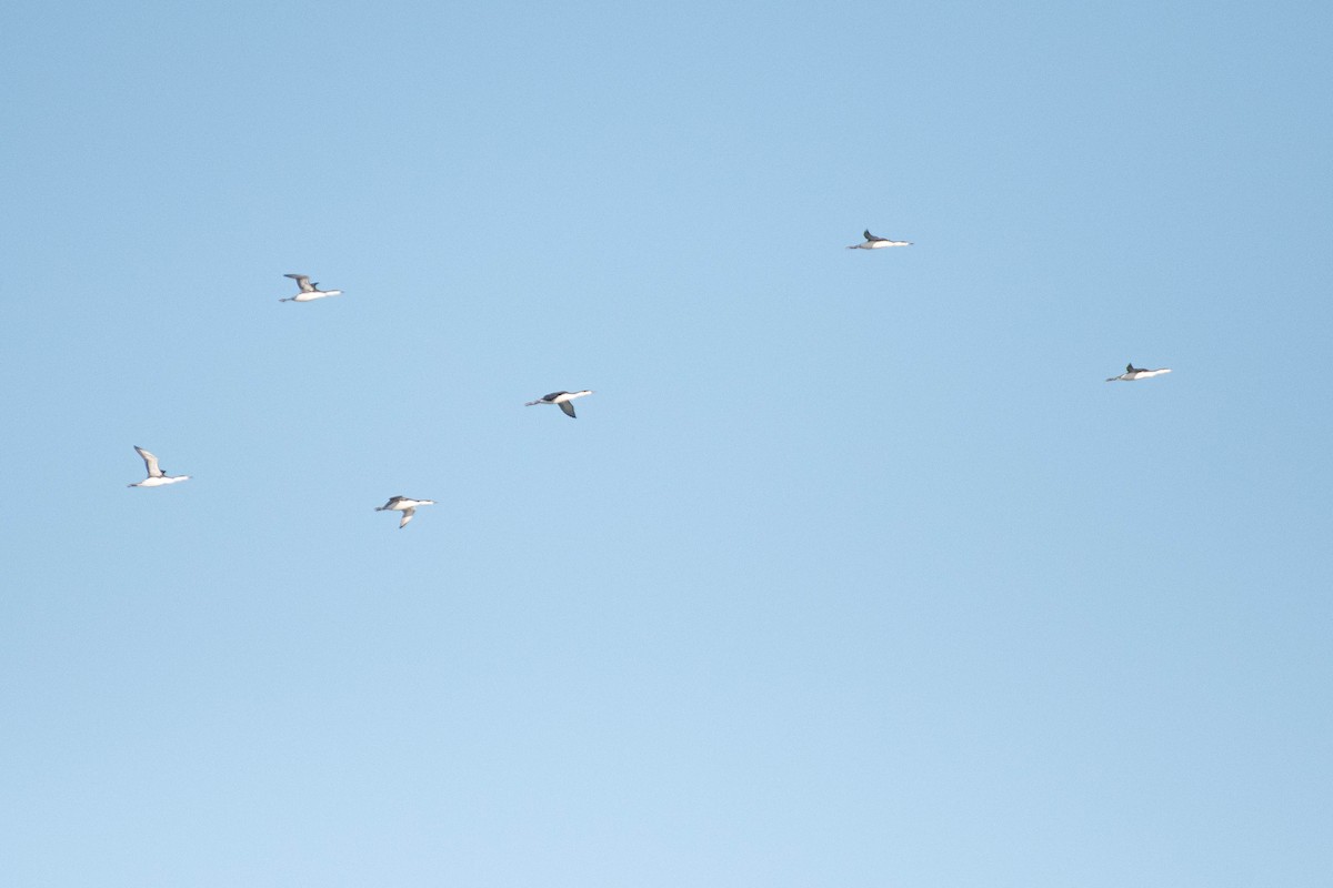 Plongeon catmarin - ML644604996