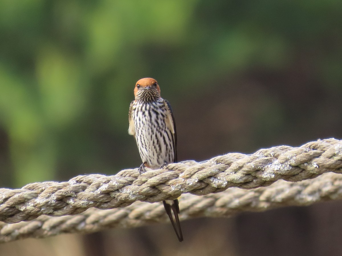 Lesser Striped Swallow - ML644605008