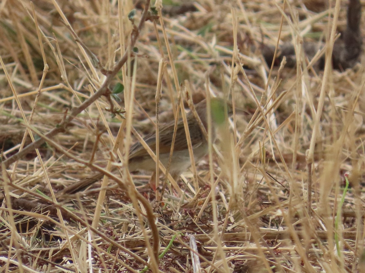 Rattling Cisticola - ML644605012