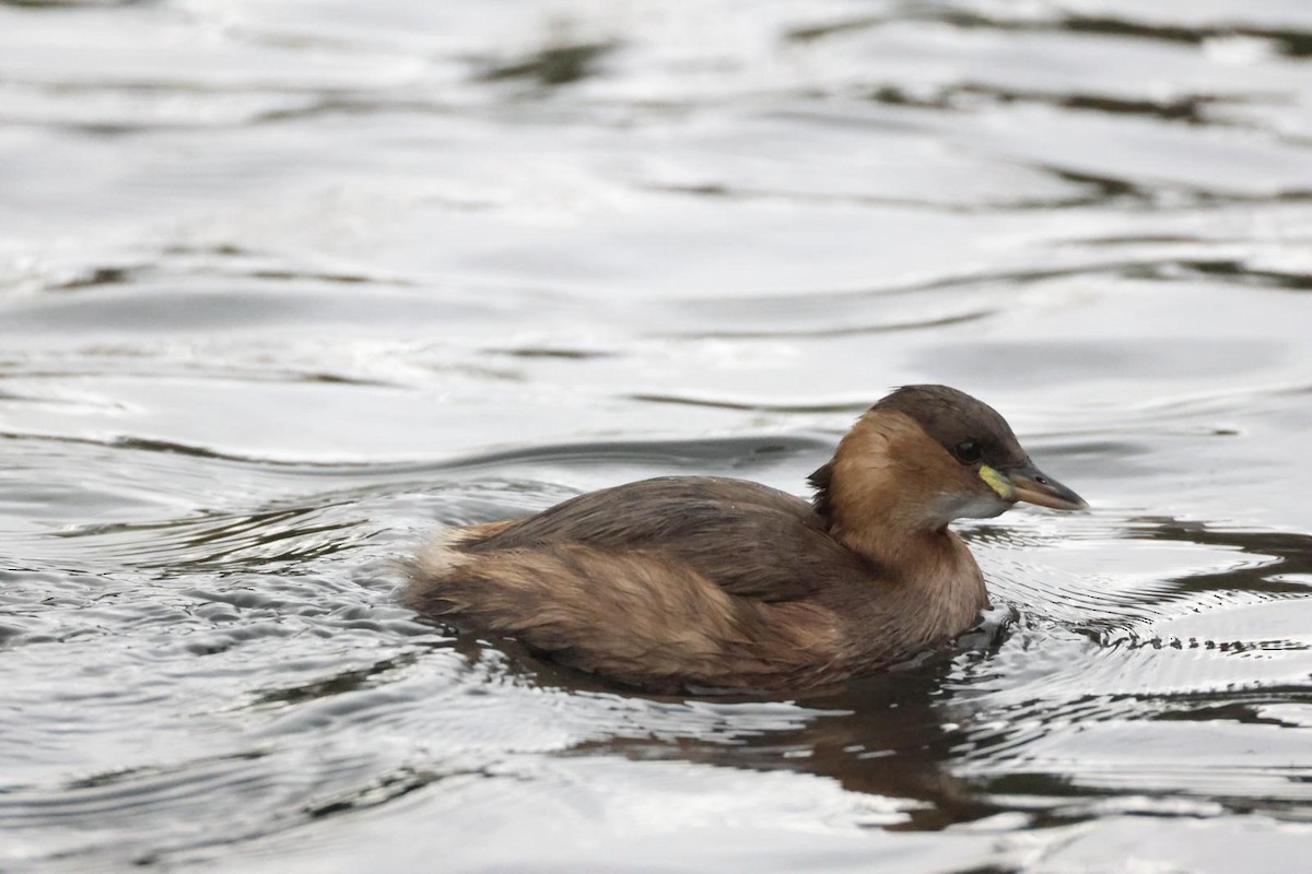 potápka malá - ML644605031