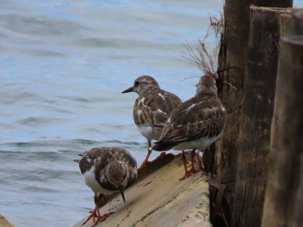 翻石鷸 - ML644605035