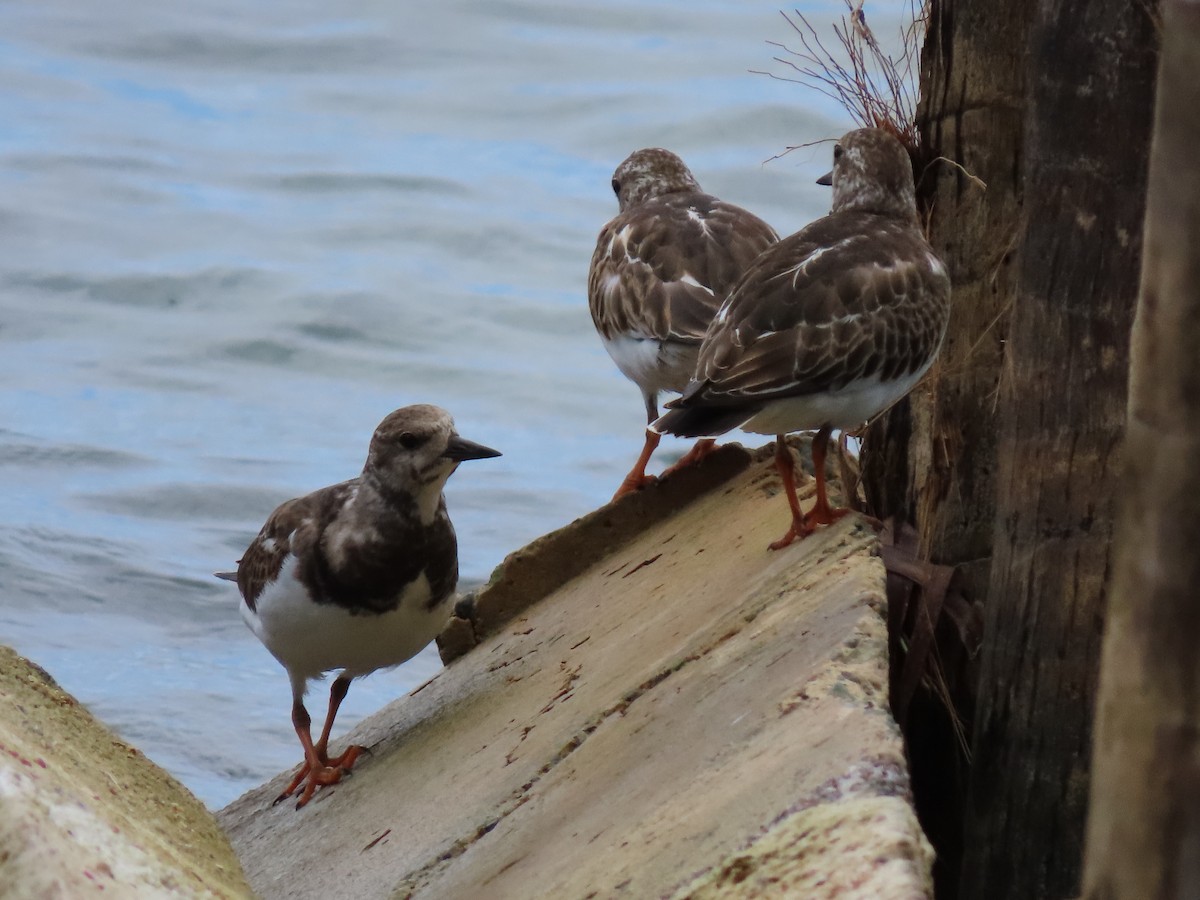 翻石鷸 - ML644605036