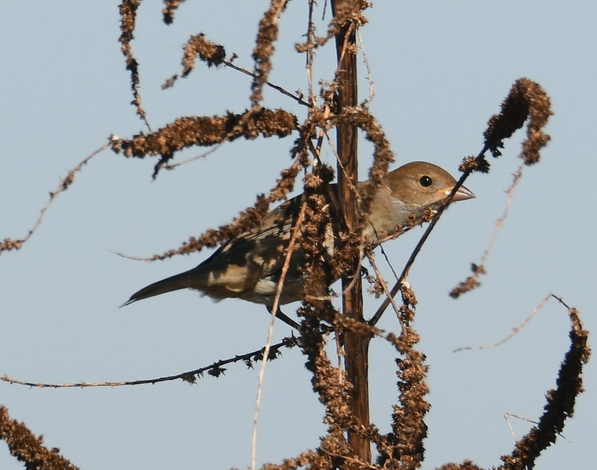 indigospurv - ML644605037