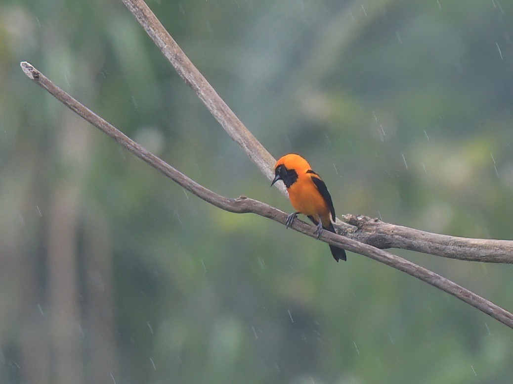 Oriole à dos orange - ML644605038
