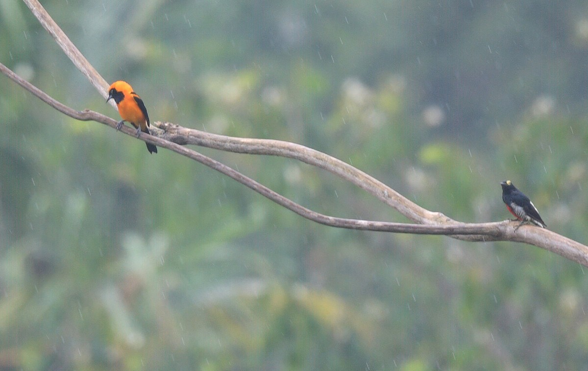 Oriole à dos orange - ML644605039
