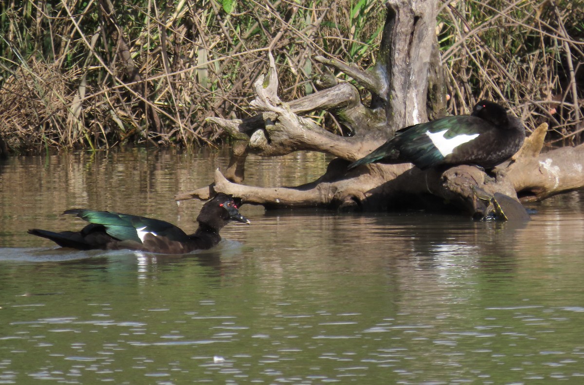 疣鼻棲鴨 - ML644605044