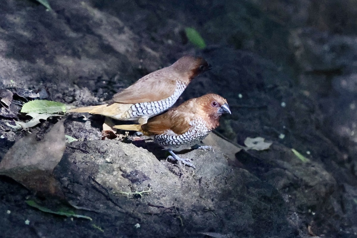 Scaly-breasted Munia - ML644605045