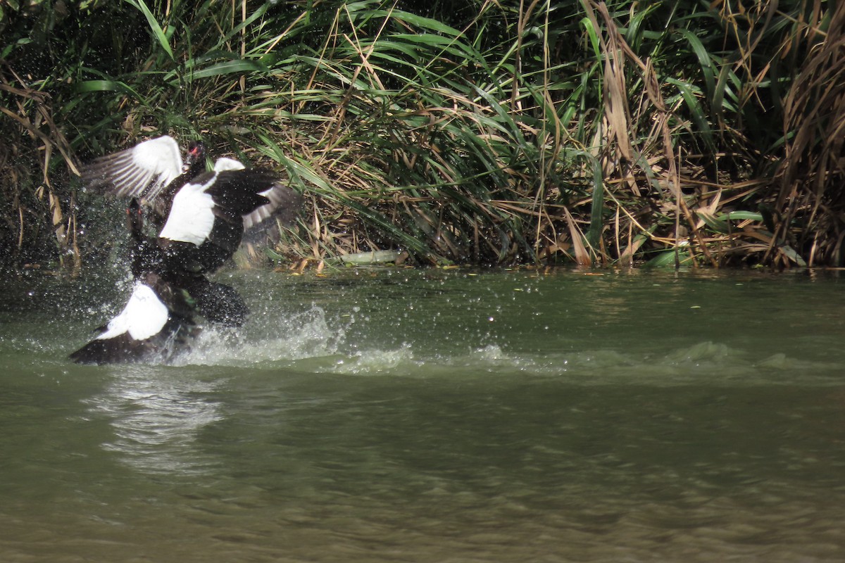 番鴨(馴化)(薑母鴨) - ML644605053