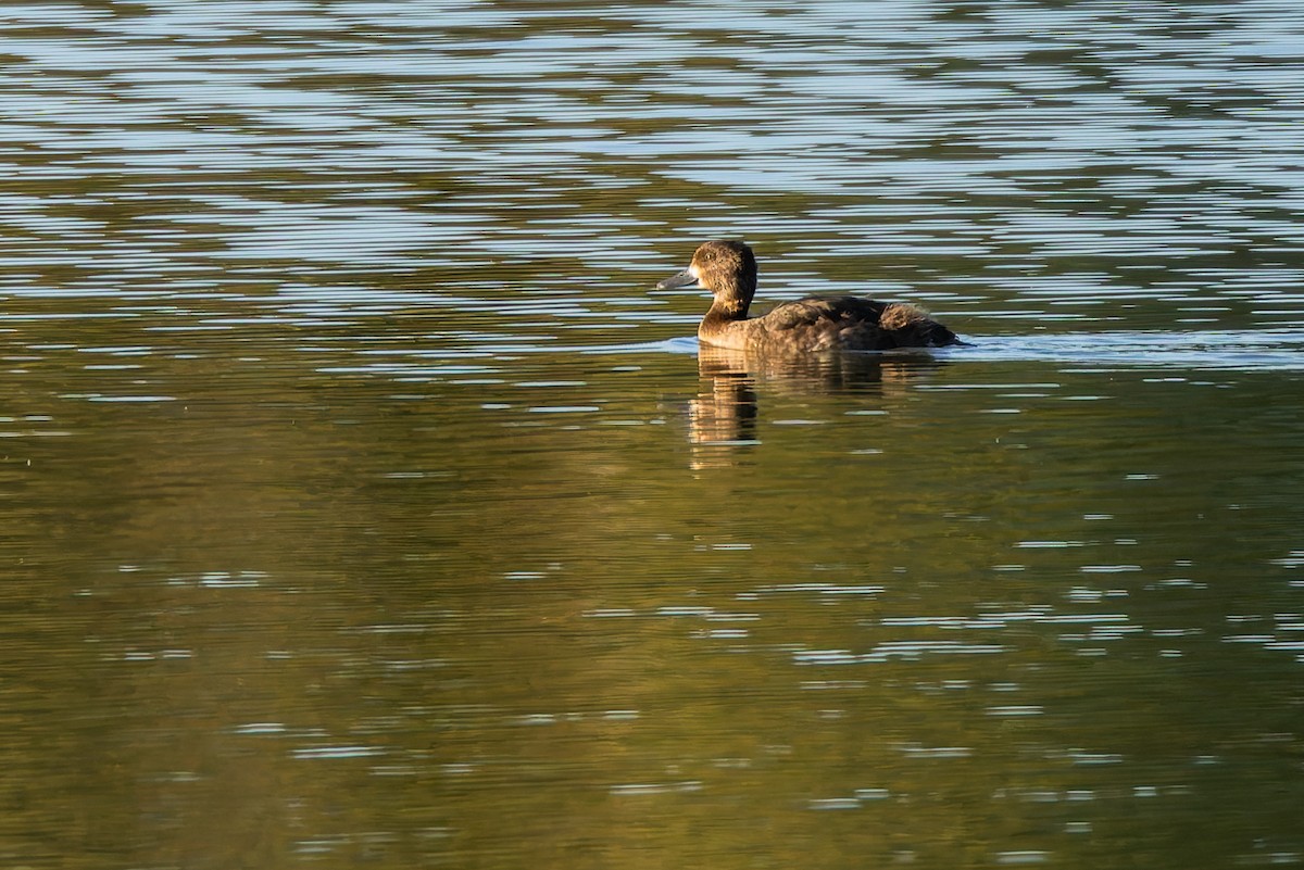 Fuligule morillon - ML644605054