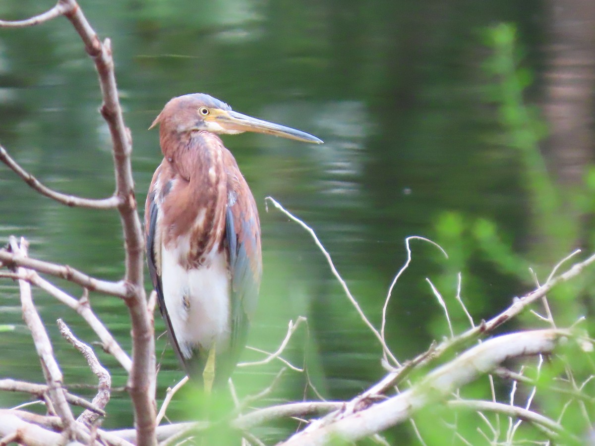 Tricolored Heron - ML644605069