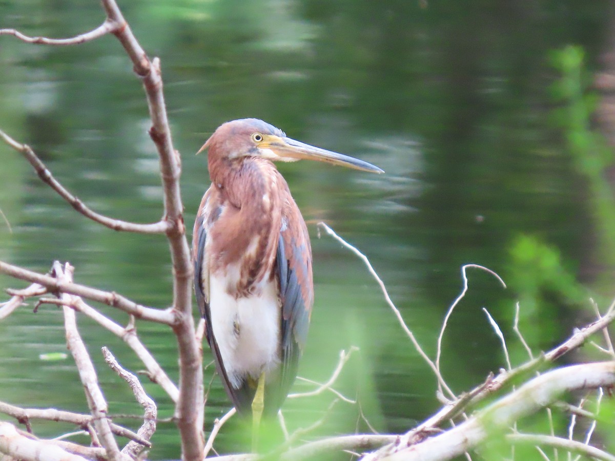 Tricolored Heron - ML644605070
