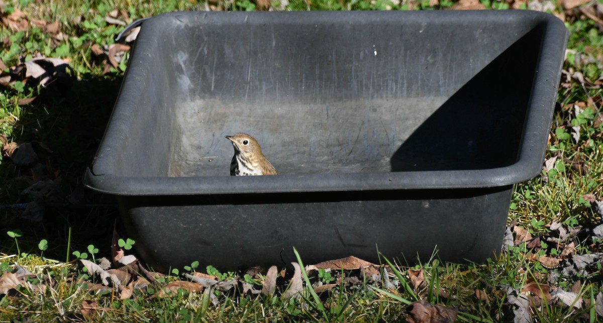 Hermit Thrush - ML644605085