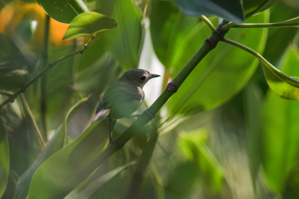 Golden-bellied Gerygone - ML644605087